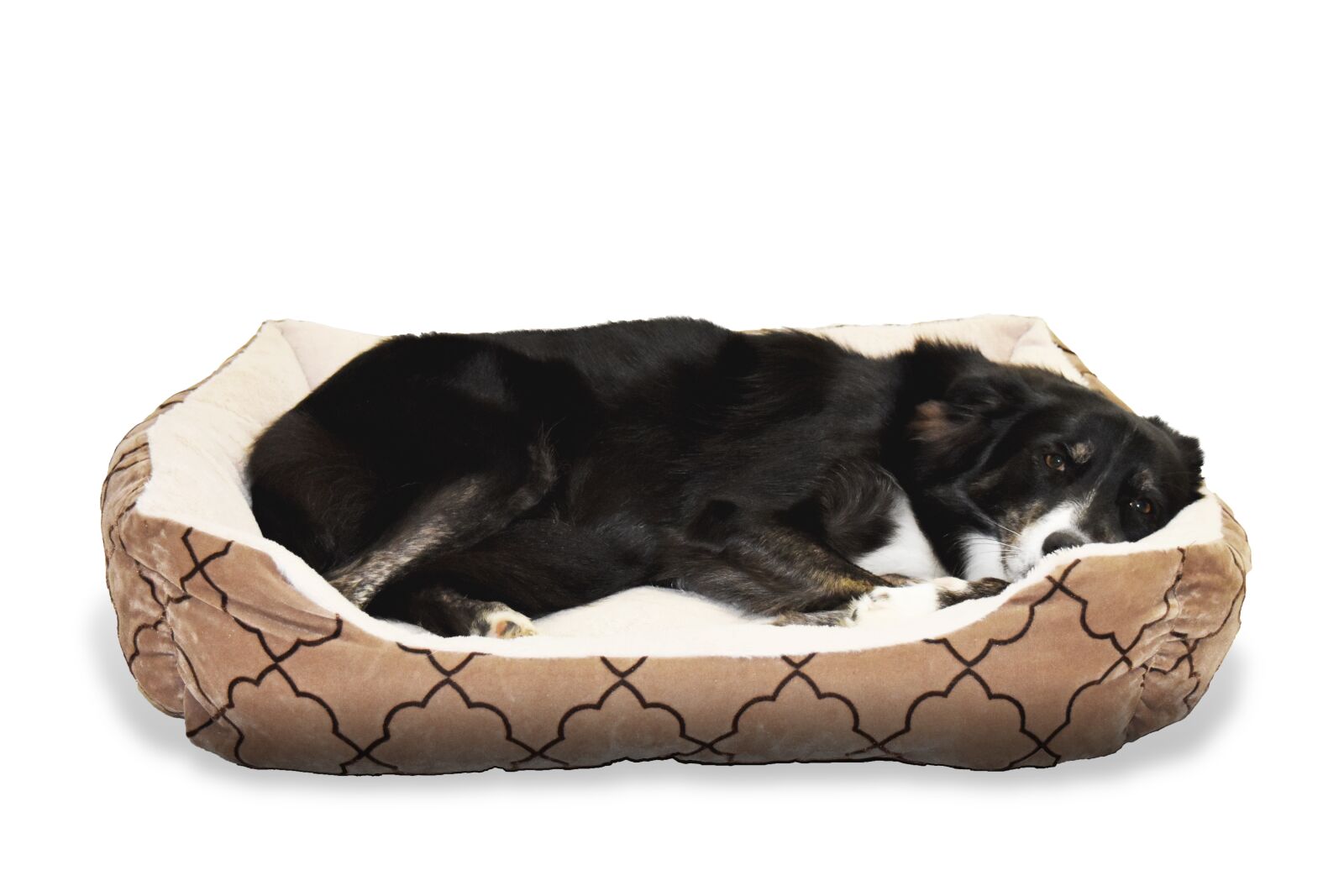 Nikon D5500 sample photo. Dog, pet, bed photography