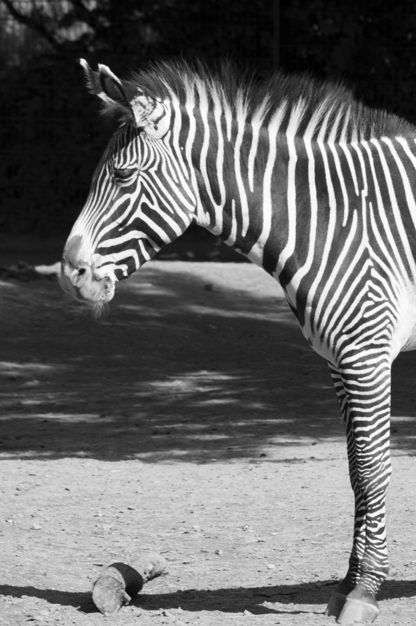 Nikon D3200 sample photo. Zebra, black, white photography