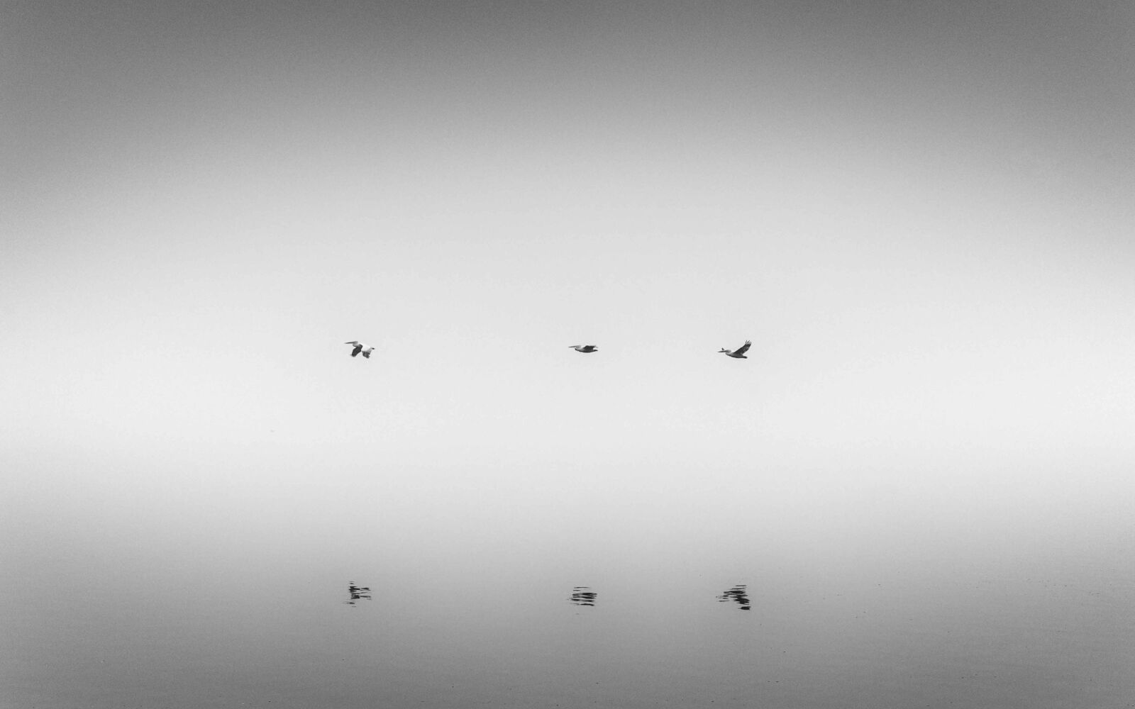 Tamron SP 24-70mm F2.8 Di VC USD sample photo. Lake, birds, fog photography