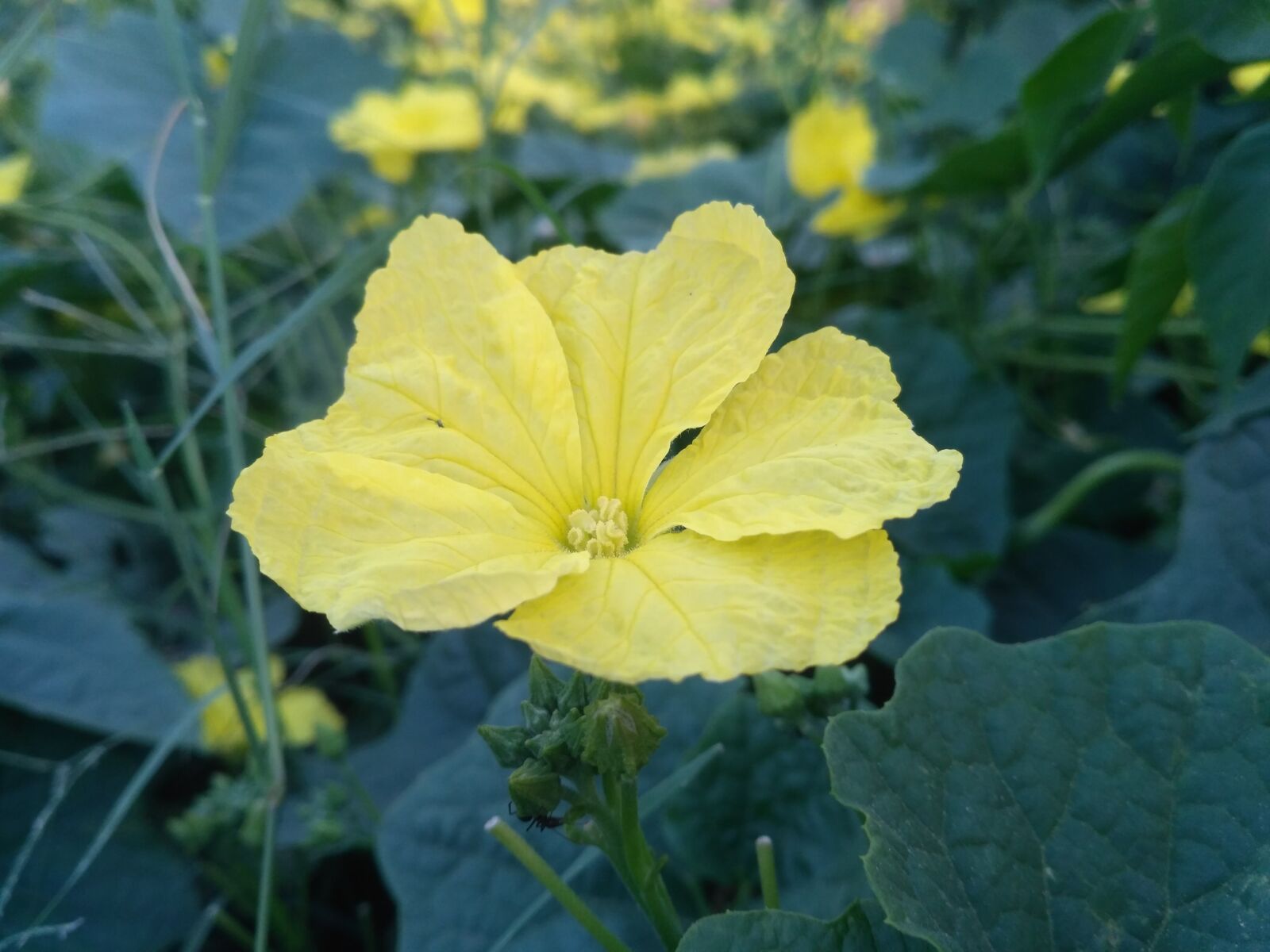 Xiaomi Redmi 3S sample photo. Yellow, flower, beautiful photography