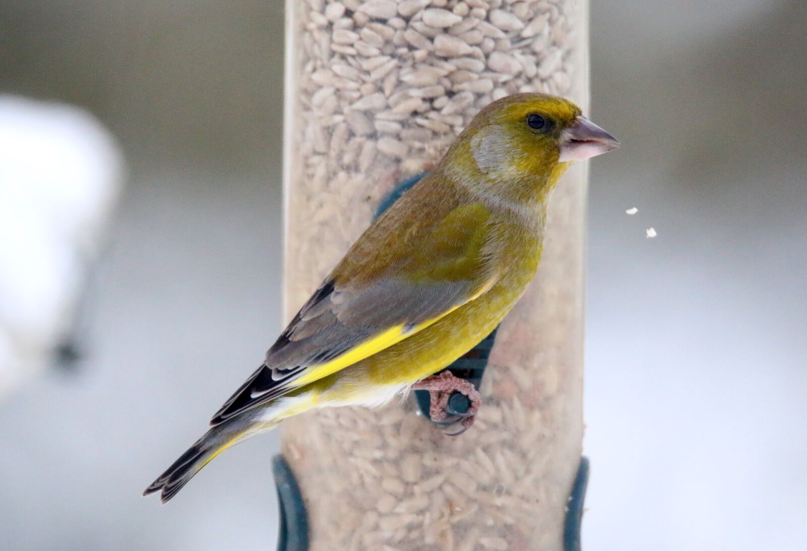 Canon EOS 70D sample photo. Greenfinch, garden bird, yellow photography