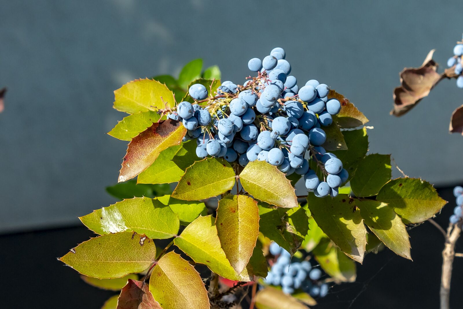 Canon EOS 1300D (EOS Rebel T6 / EOS Kiss X80) sample photo. Mahonia, shrub, bush photography