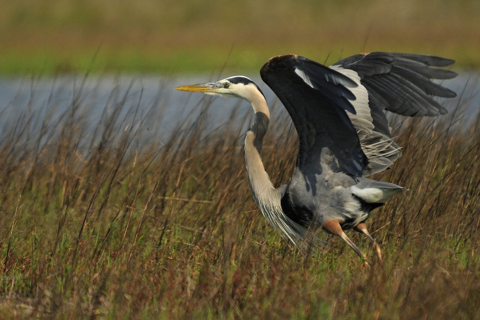 Nikon D300 sample photo. Tricolored heron, wildlife, flying photography