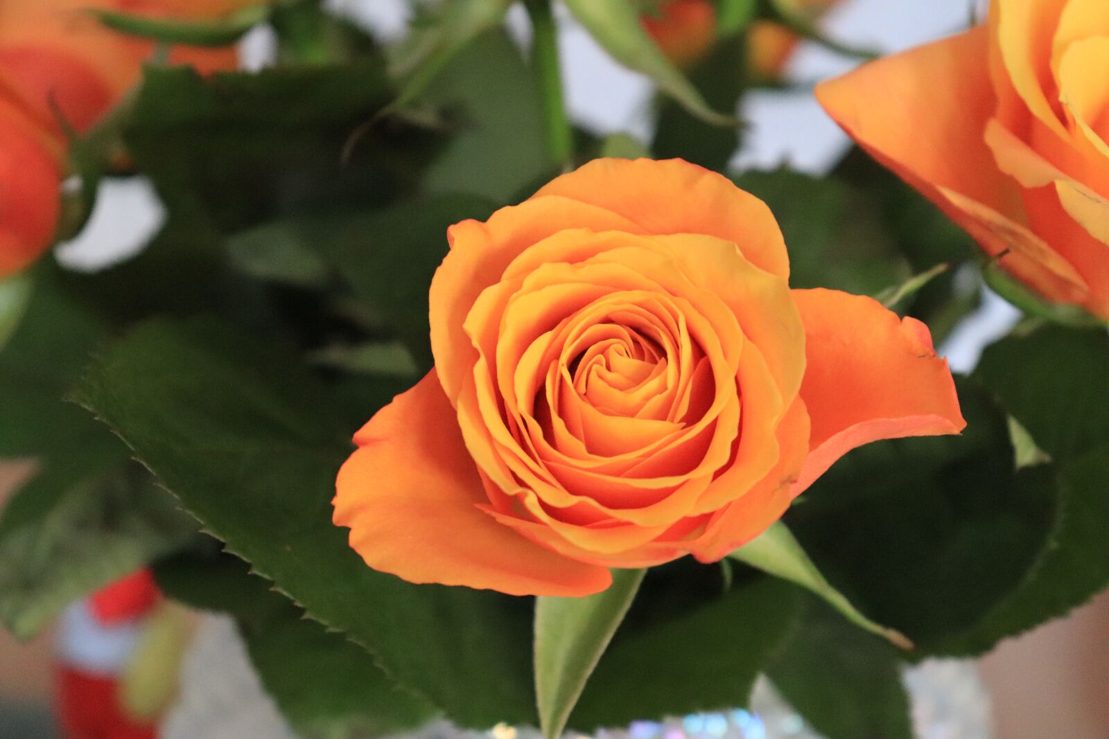 Canon EOS 200D (EOS Rebel SL2 / EOS Kiss X9) sample photo. Flower, table, room photography
