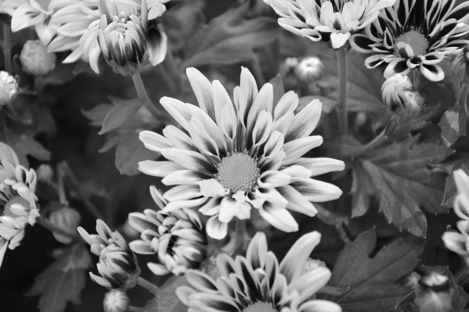 Nikon D5200 sample photo. Flowers, photo black white photography