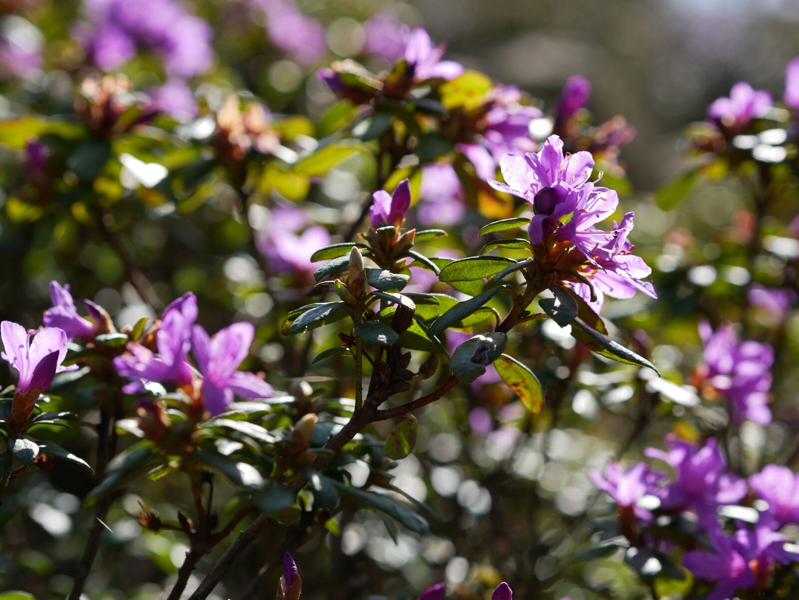 Panasonic Lumix DMC-GX85 (Lumix DMC-GX80 / Lumix DMC-GX7 Mark II) sample photo. Rhododendron, april, blossom photography