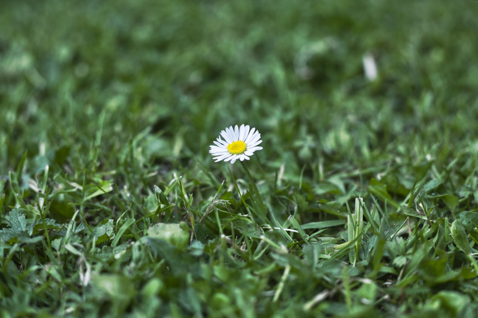 Canon EOS 5D sample photo. Daisy, grass, green photography