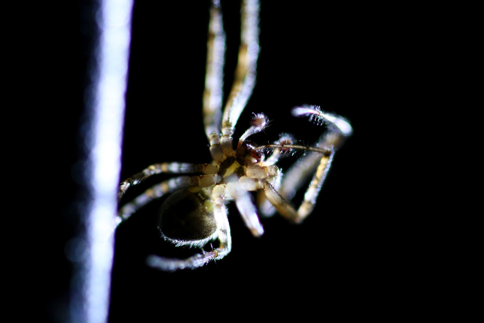 Canon EOS 70D sample photo. Spider, insect, macro photography