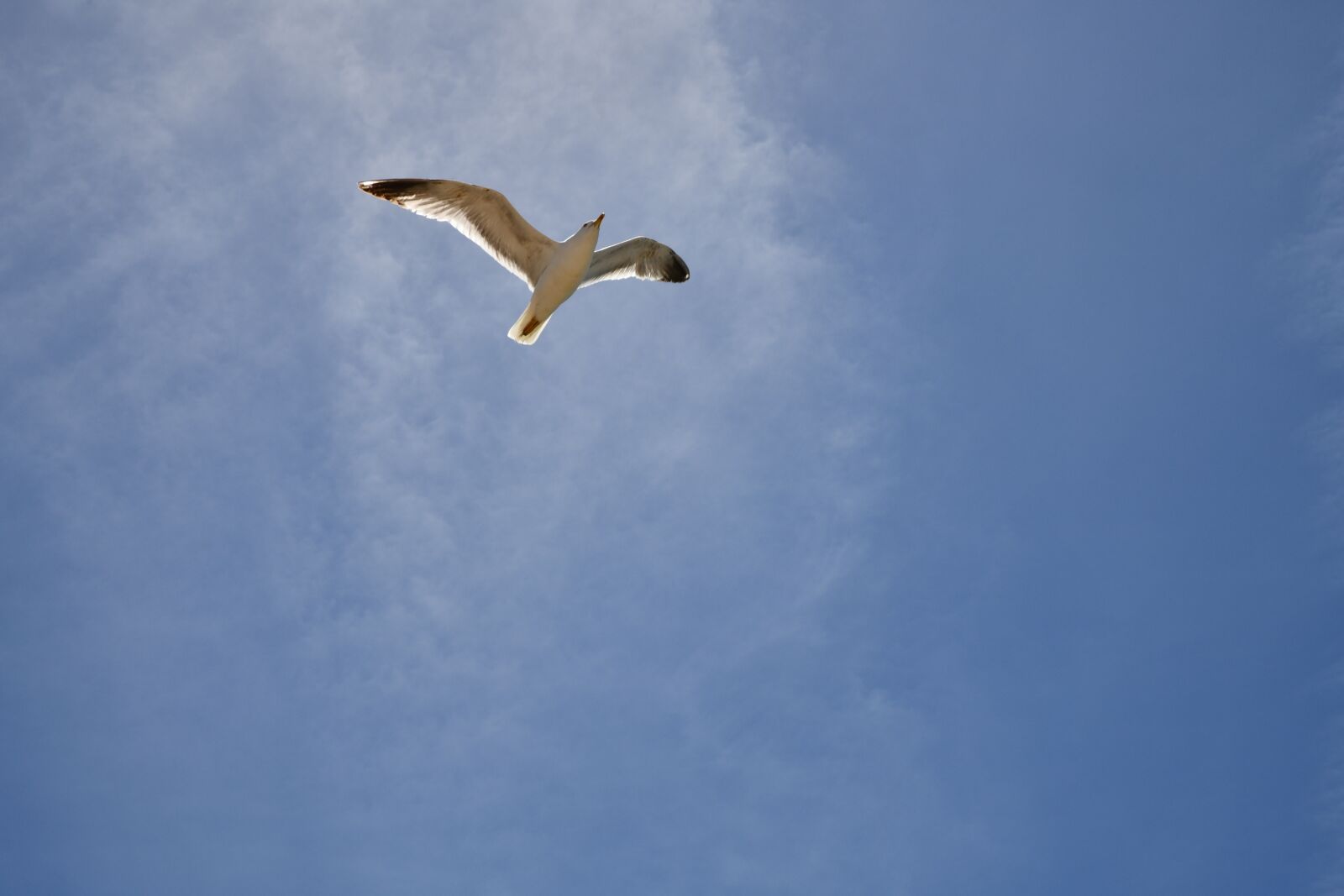 Nikon D850 sample photo. Portugal, gull, sky photography