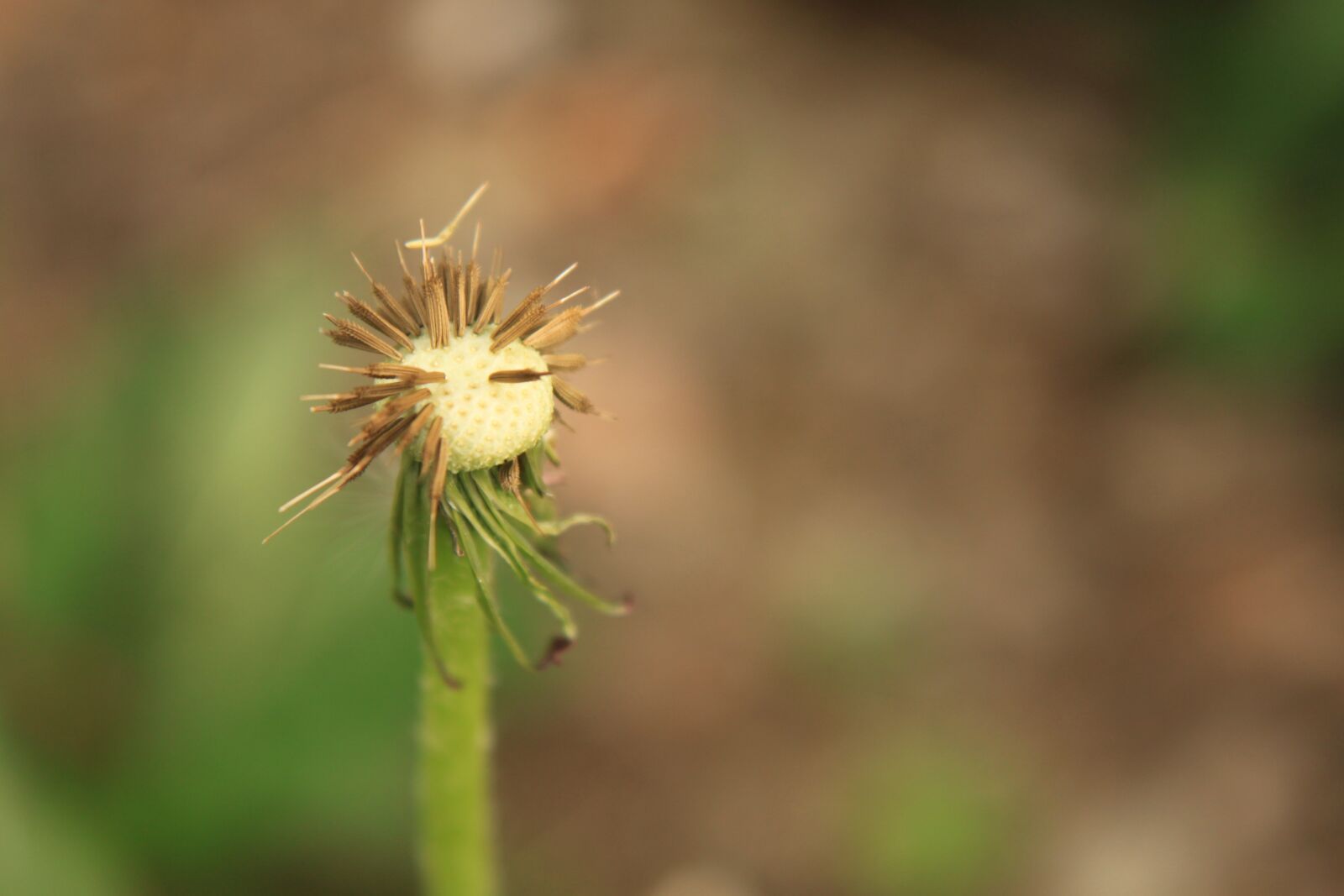 Canon EOS 500D (EOS Rebel T1i / EOS Kiss X3) sample photo. Dandelion, empty, globe photography
