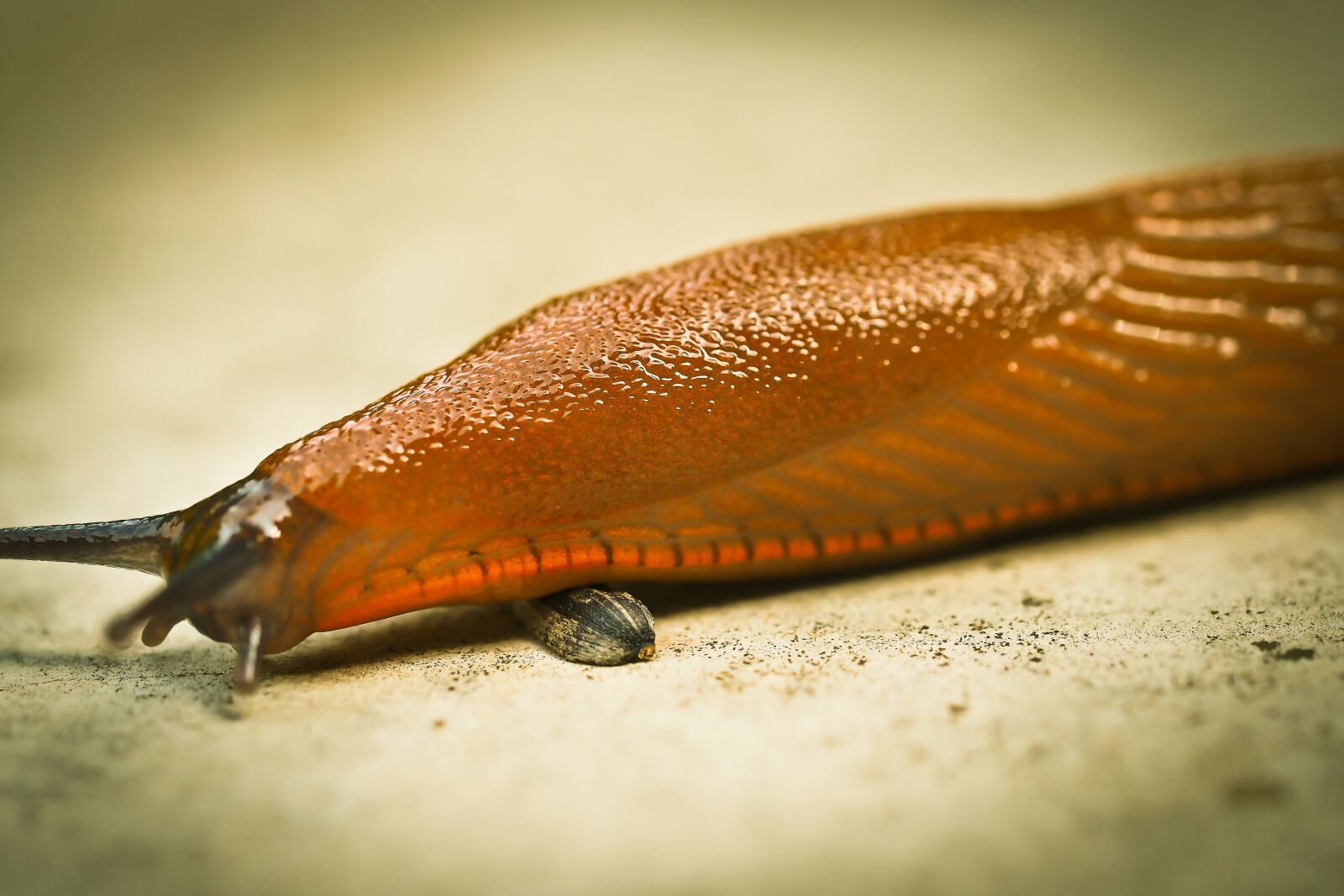 Olympus OM-D E-M10 sample photo. Snail, animal, mollusk photography