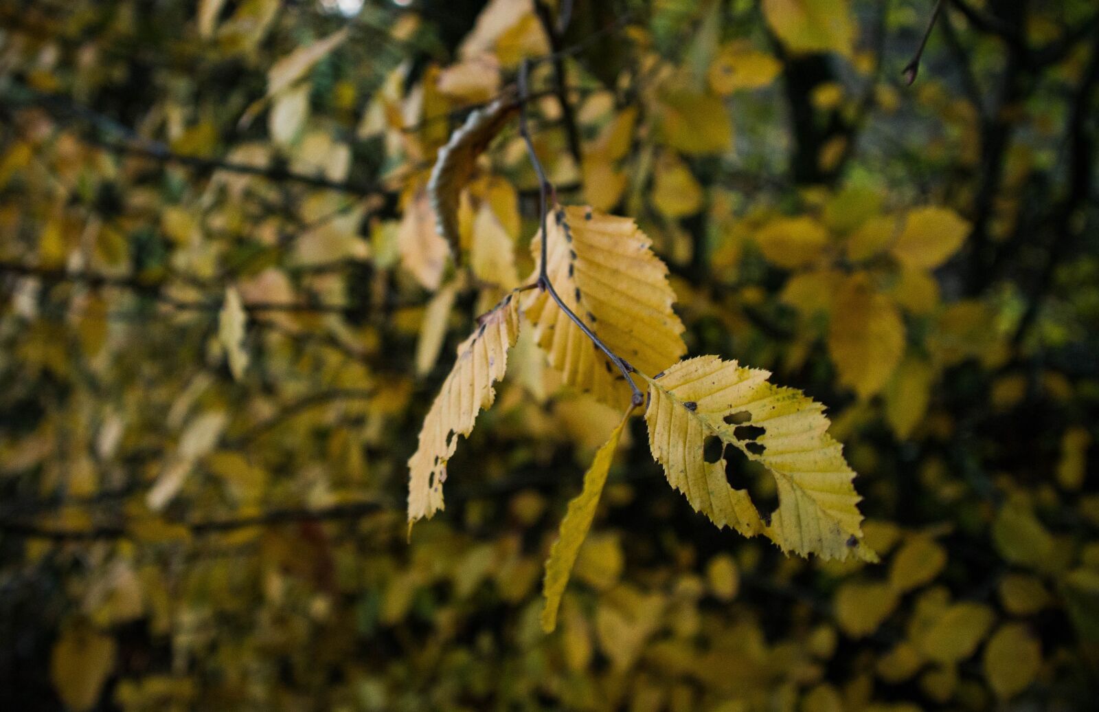Canon EOS M50 (EOS Kiss M) sample photo. Autumn, leaves, nature photography
