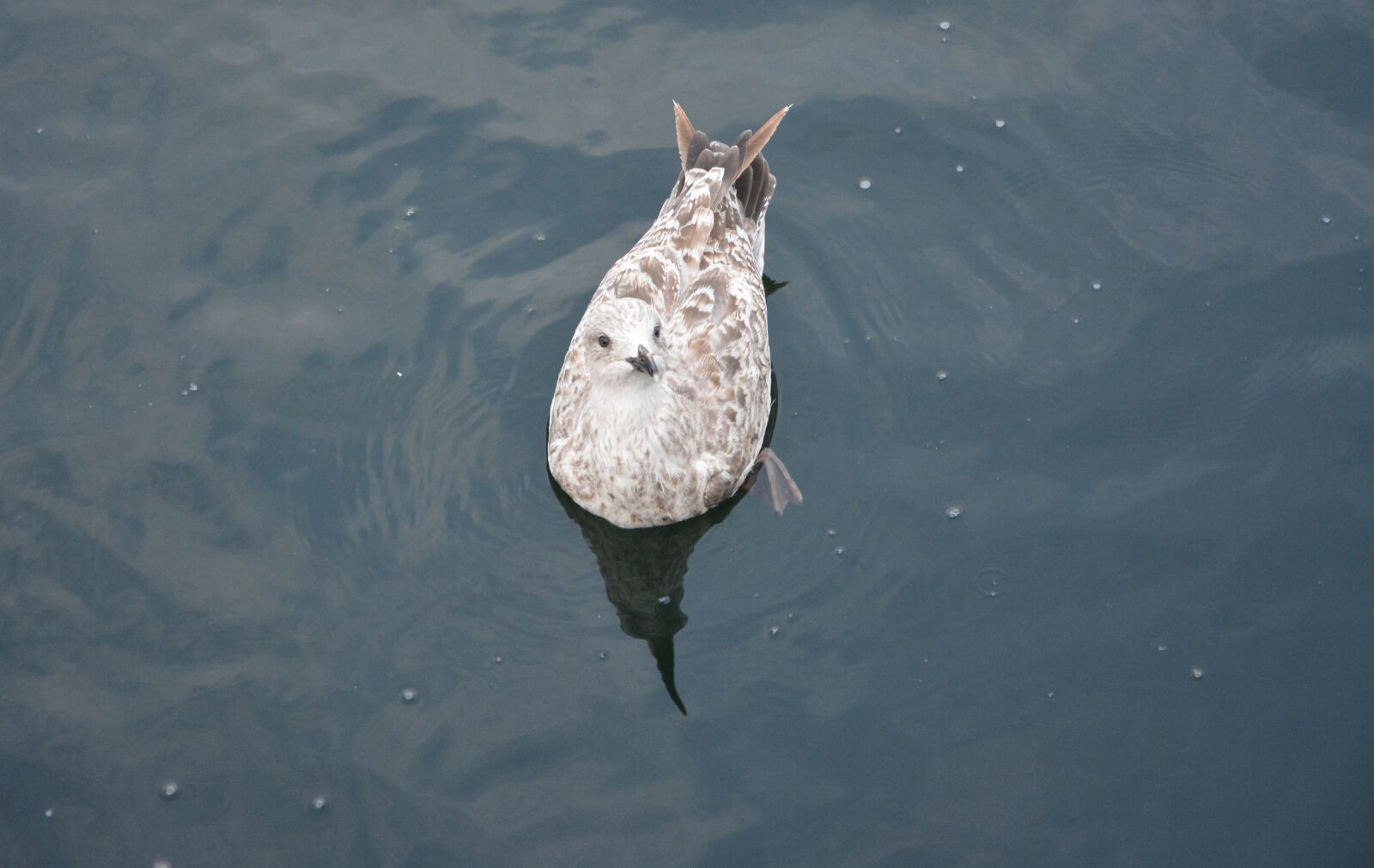 Nikon D5200 sample photo. Seagull, port, sea photography