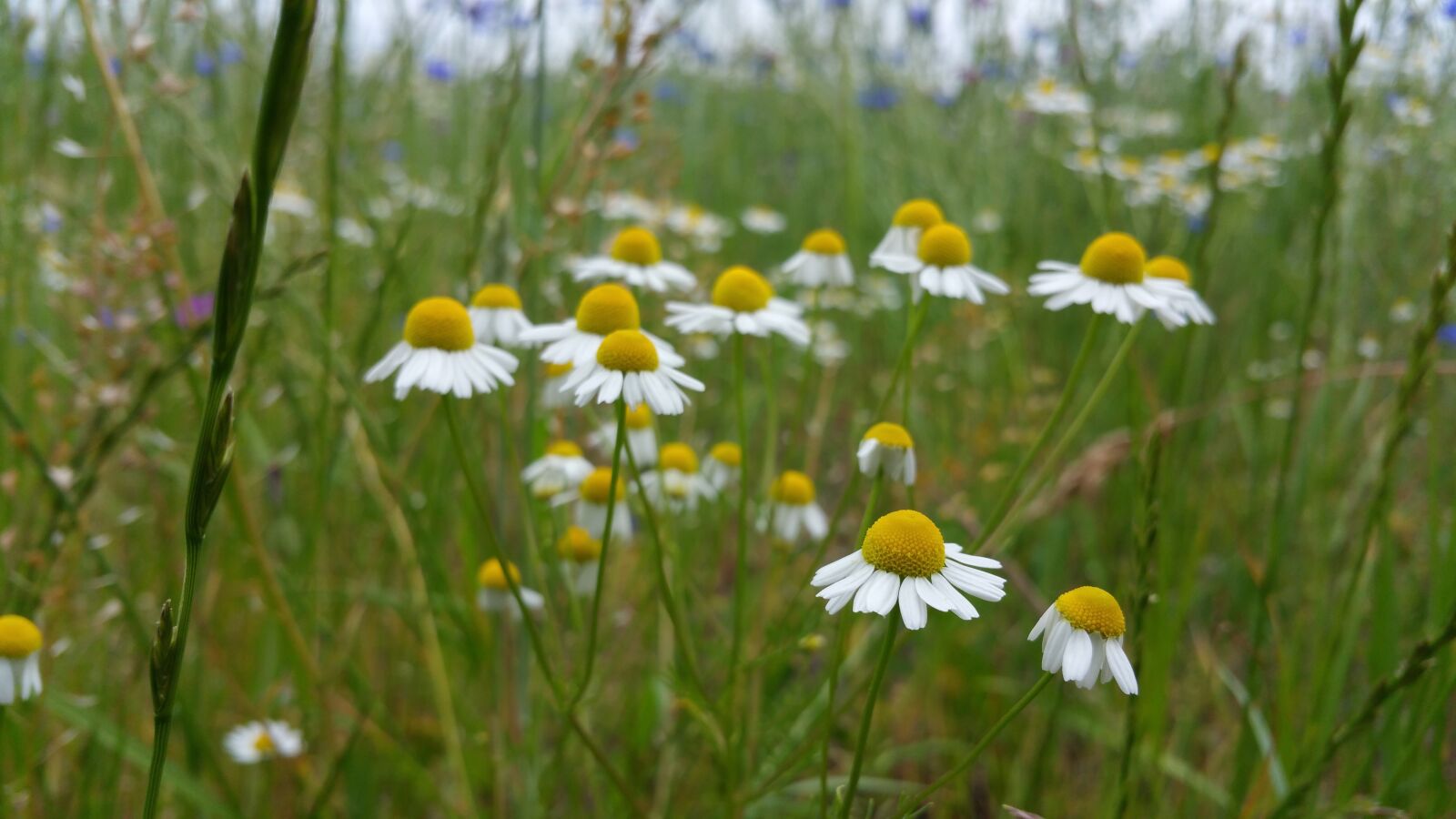 Samsung Galaxy Note4 sample photo. Flower, bloom, flowers photography
