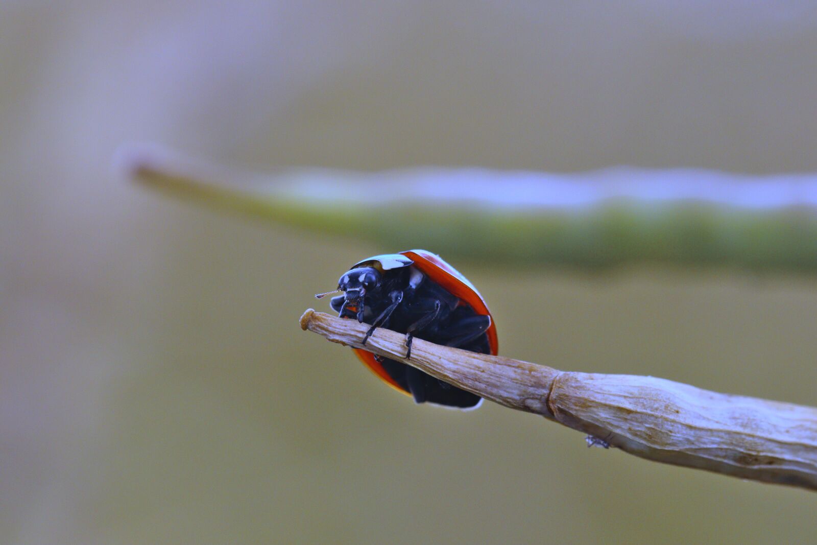 Canon EOS 250D (EOS Rebel SL3 / EOS Kiss X10 / EOS 200D II) sample photo. Ladybug, red, insect photography