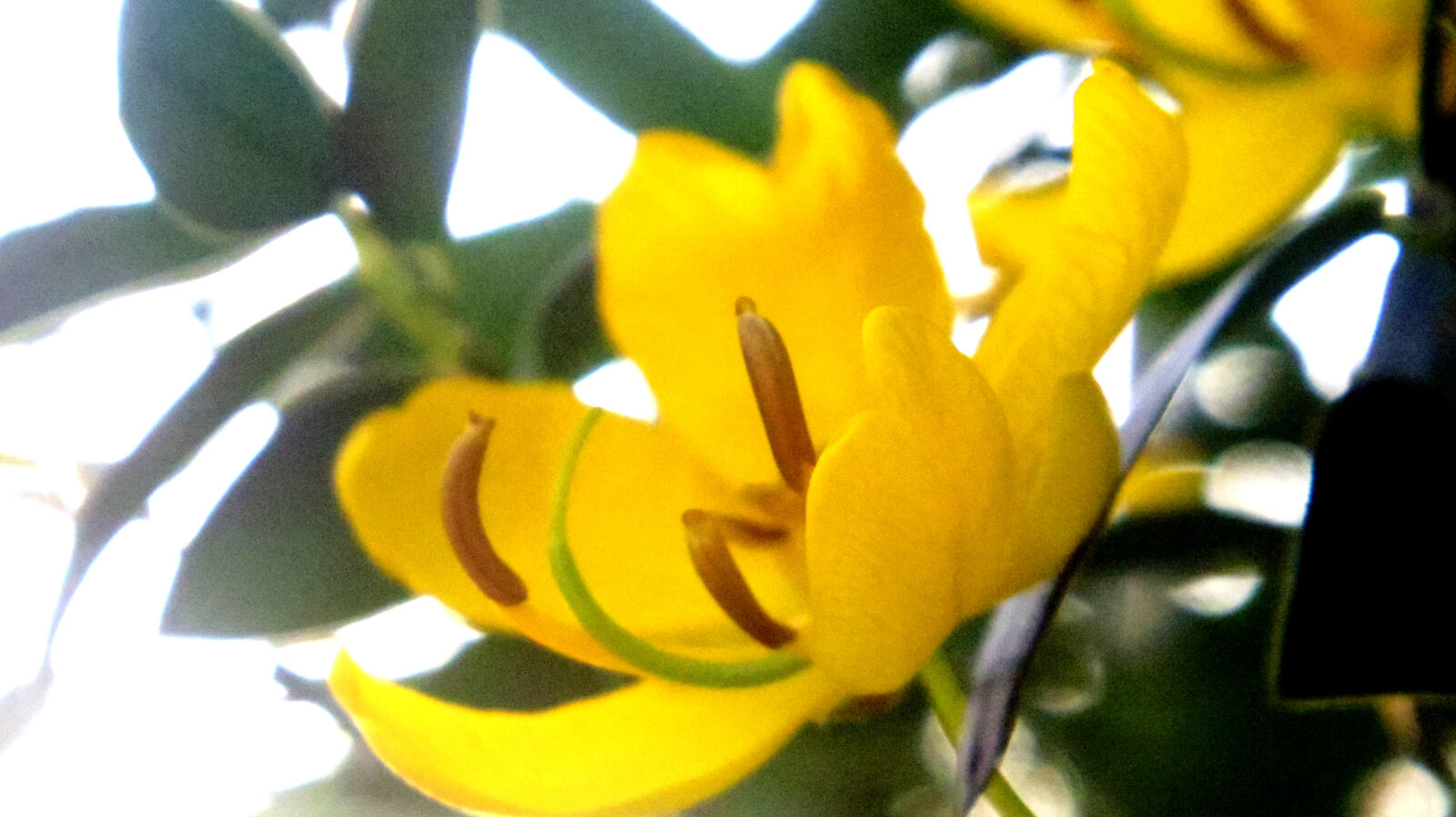 Pentax Q10 sample photo. Flower photography