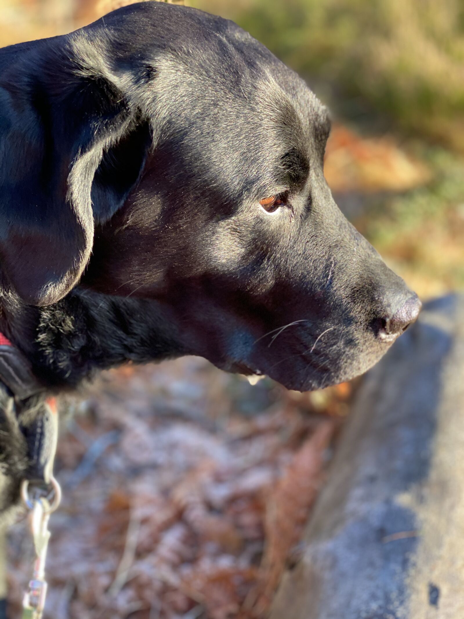 Apple iPhone 11 Pro sample photo. Labrador, dog, kind photography