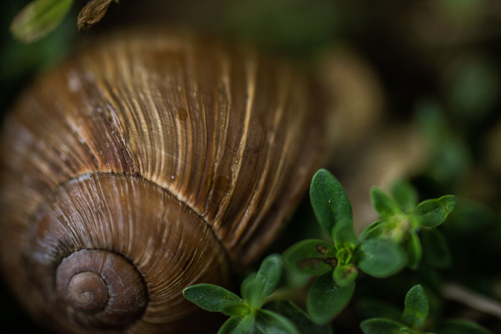 Nikon D610 sample photo. Macro, snail, nature photography