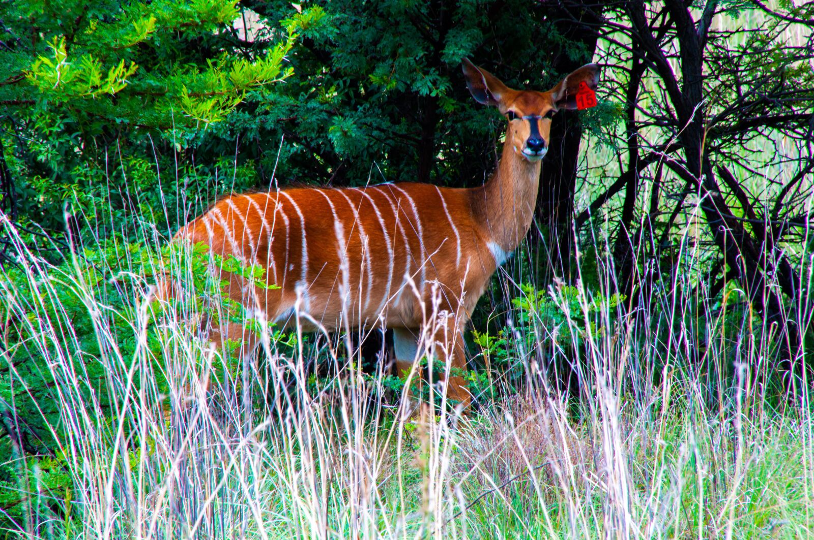 Tamron 16-300mm F3.5-6.3 Di II VC PZD Macro sample photo. Kudu, buck, wildlife photography