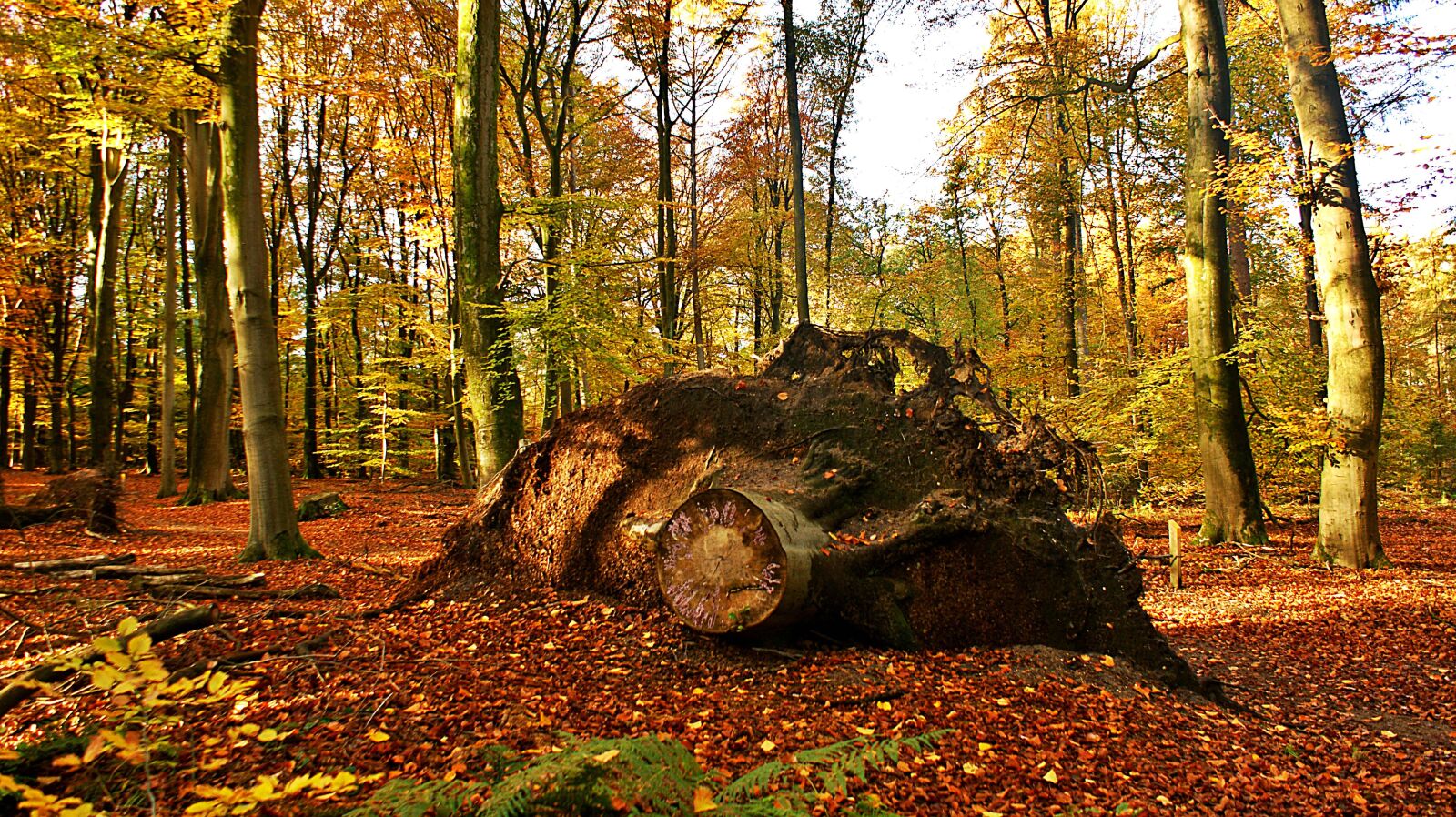 Sony Alpha DSLR-A350 sample photo. Tree stump, old, forest photography