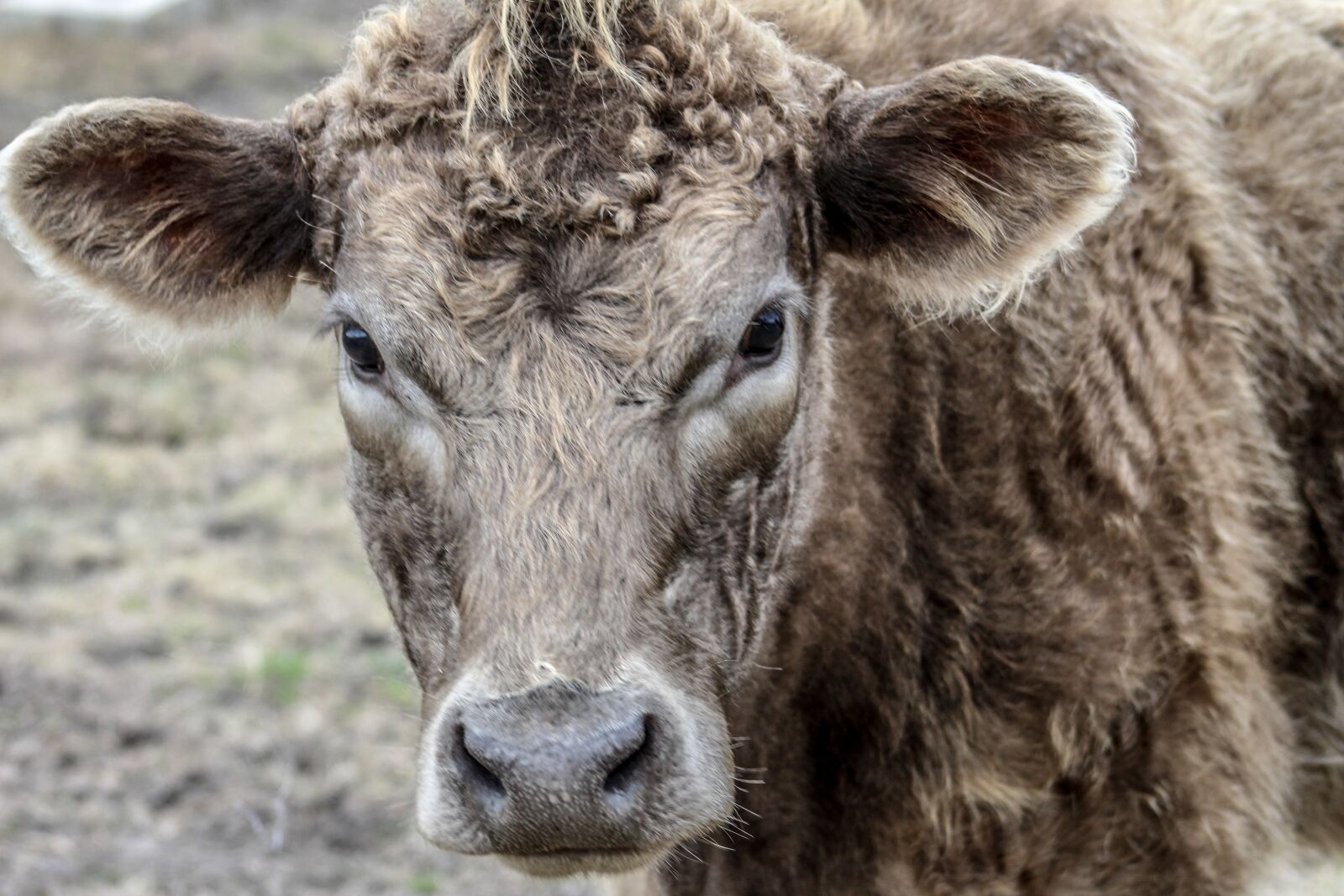 Canon EOS 1300D (EOS Rebel T6 / EOS Kiss X80) sample photo. Cow, furry, shaggy photography