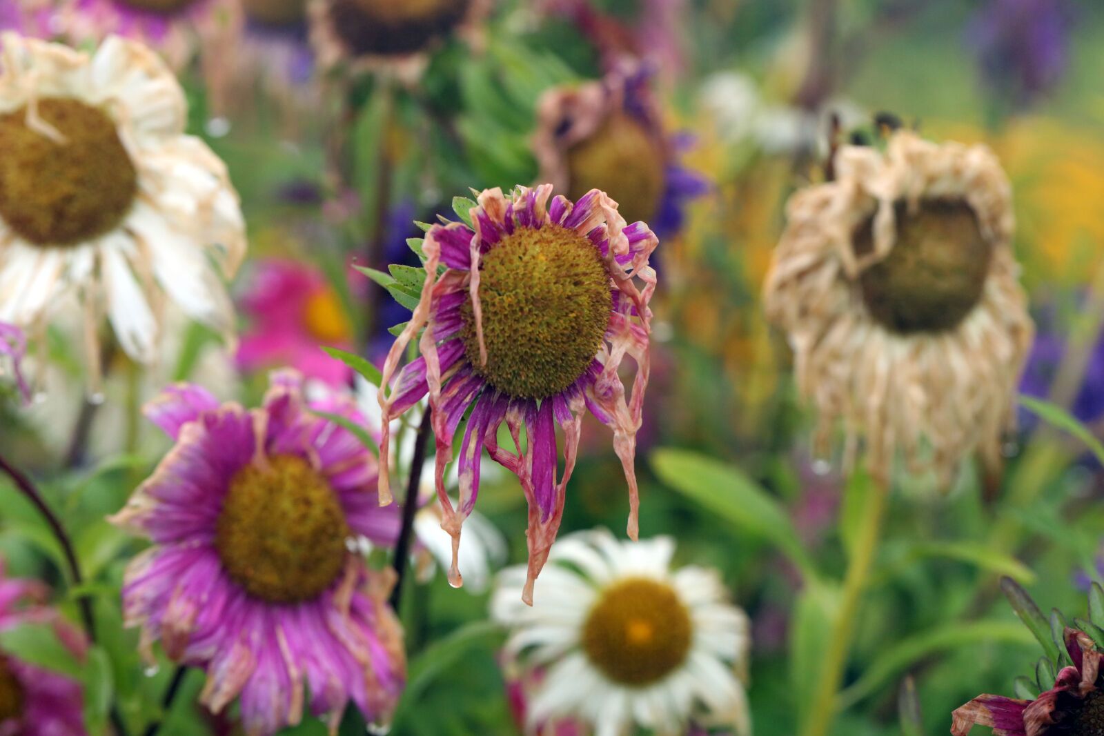 Canon EF 100mm F2.8L Macro IS USM sample photo. Flower, autumn, nature photography