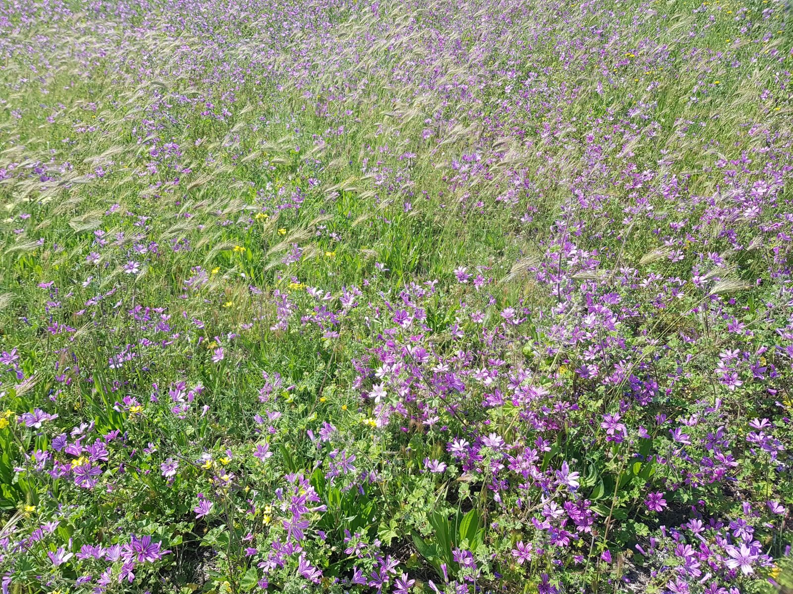 Samsung Galaxy S8 sample photo. Flowers, field, nature photography