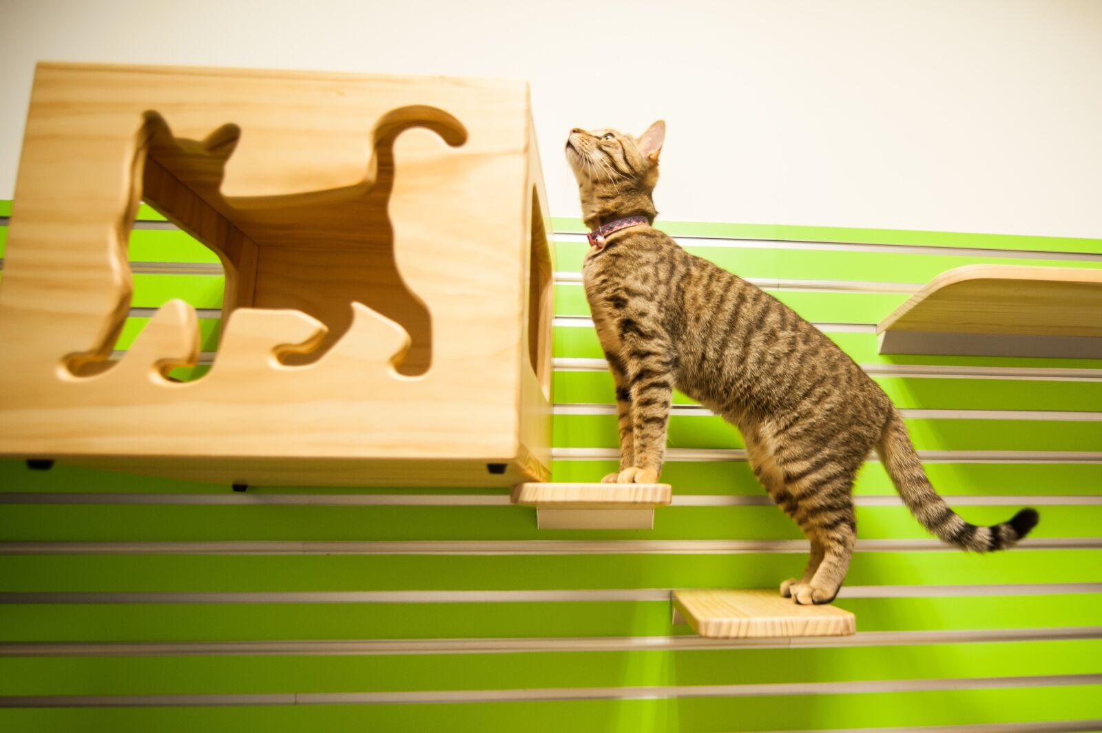 Nikon D700 sample photo. Cat, cat room, kitty photography