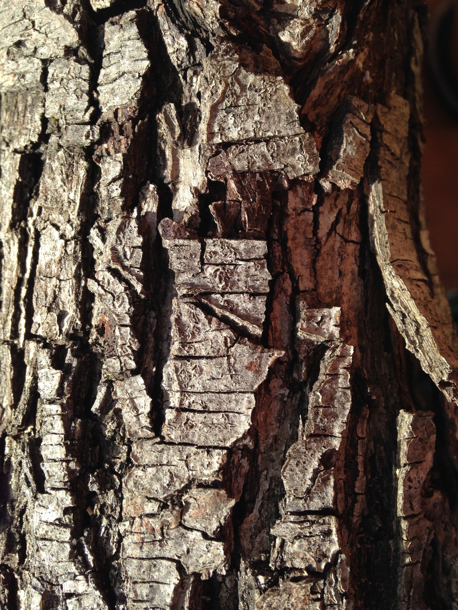 iPhone 5c back camera 4.12mm f/2.4 sample photo. Bark, tree, texture photography