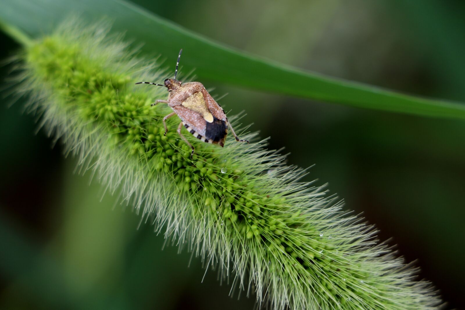 Canon EOS 750D (EOS Rebel T6i / EOS Kiss X8i) sample photo. China, pet, beetle photography