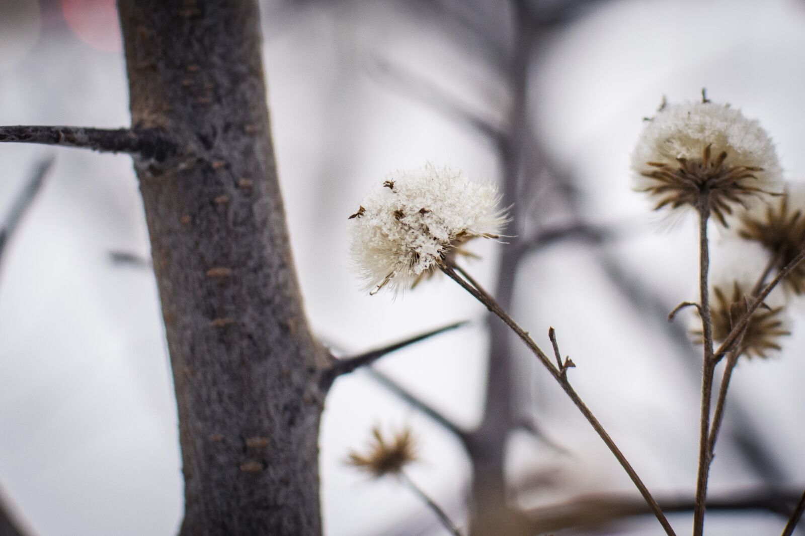 Nikon D5300 sample photo. Snow, winter, plants photography