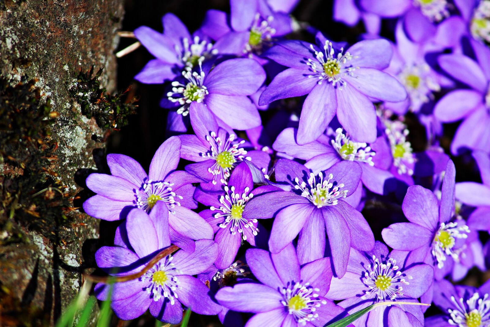 Canon EOS 600D (Rebel EOS T3i / EOS Kiss X5) sample photo. Hepatica, purple, spring photography
