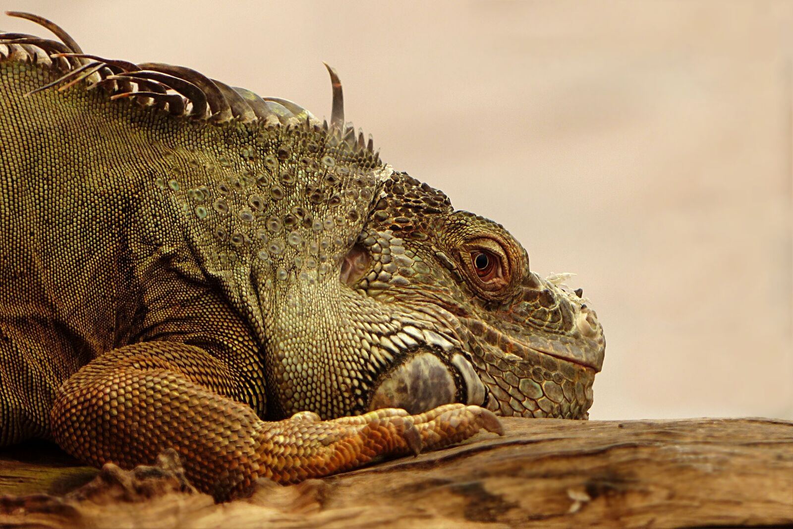 Panasonic Lumix DMC-FZ200 sample photo. Animal, reptile, lizard photography