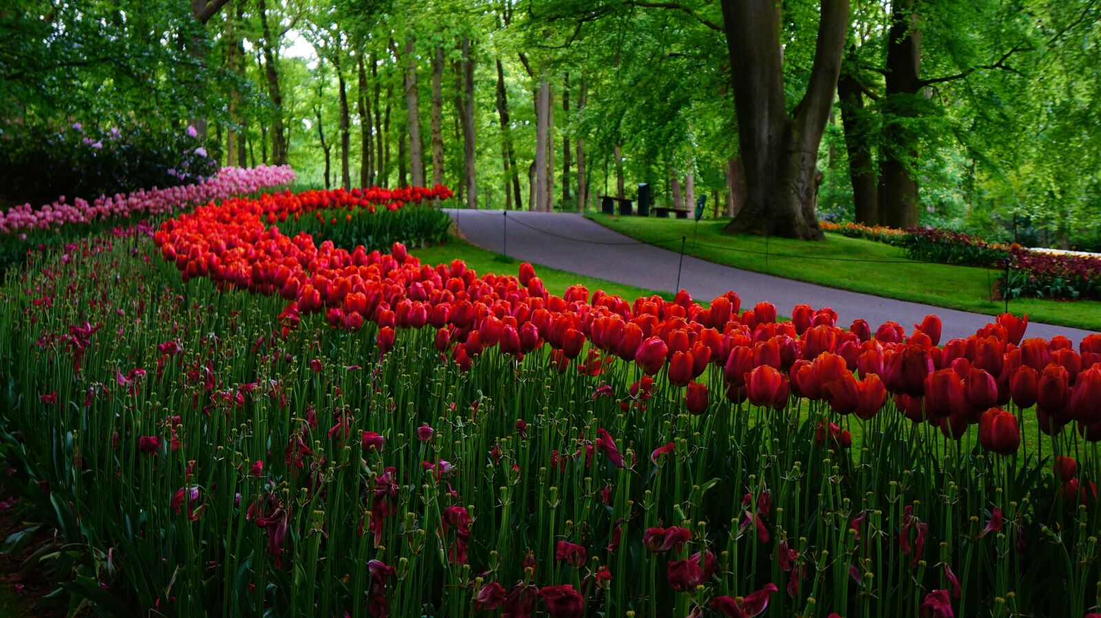 Sony Alpha NEX-5N sample photo. Garden, netherlands, tulips photography