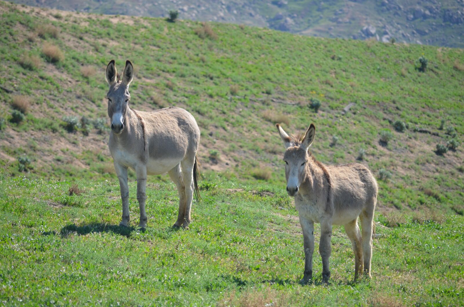 Nikon D5100 sample photo. Wild burros, nature, mammal photography
