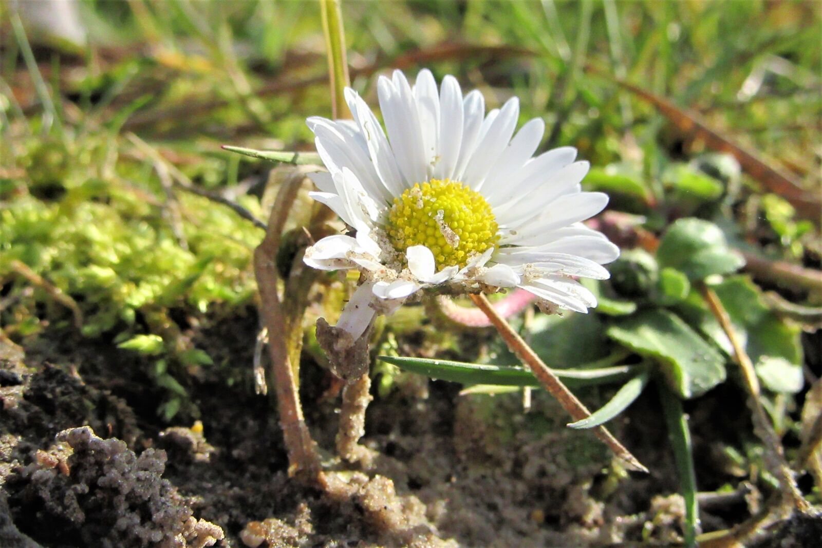 Canon PowerShot SX610 HS sample photo. Spring, daisy, limestones photography