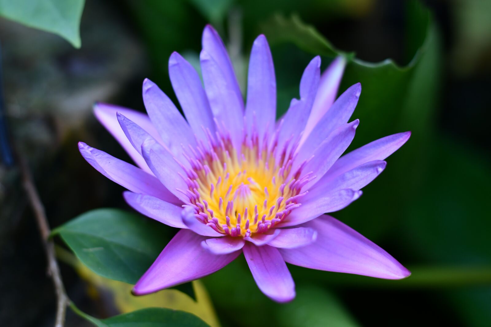 Nikon D7500 sample photo. Lilly, lotus, flower photography