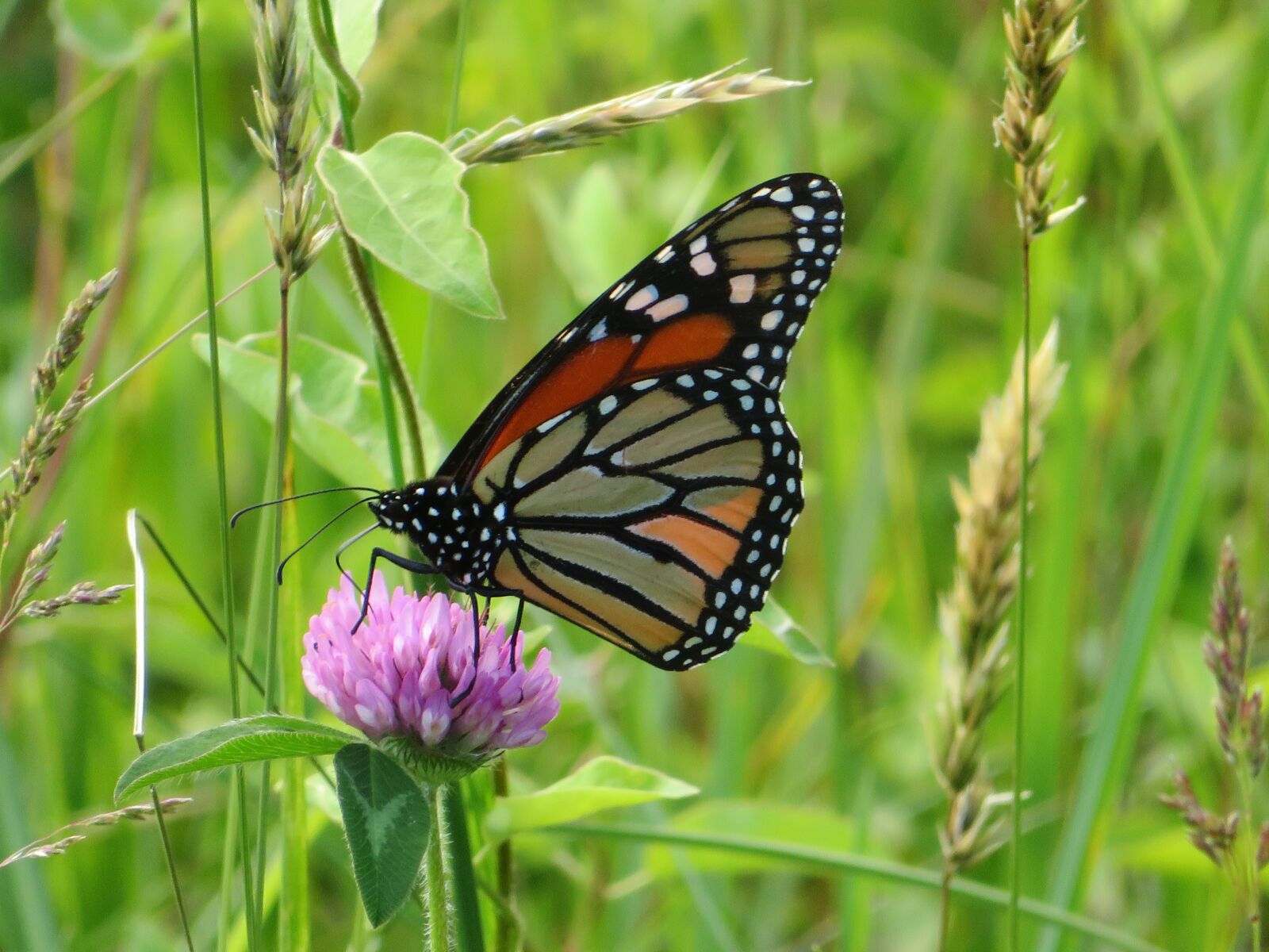 Canon PowerShot SX720 HS sample photo. Butterfly, insect, nature photography