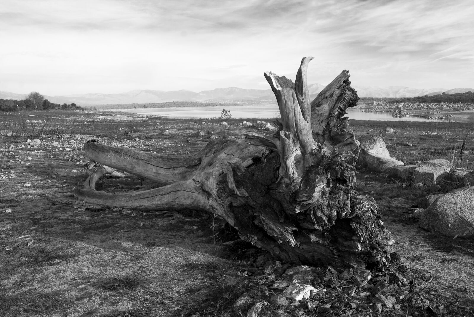Sony Alpha DSLR-A100 sample photo. Black and white, tree photography