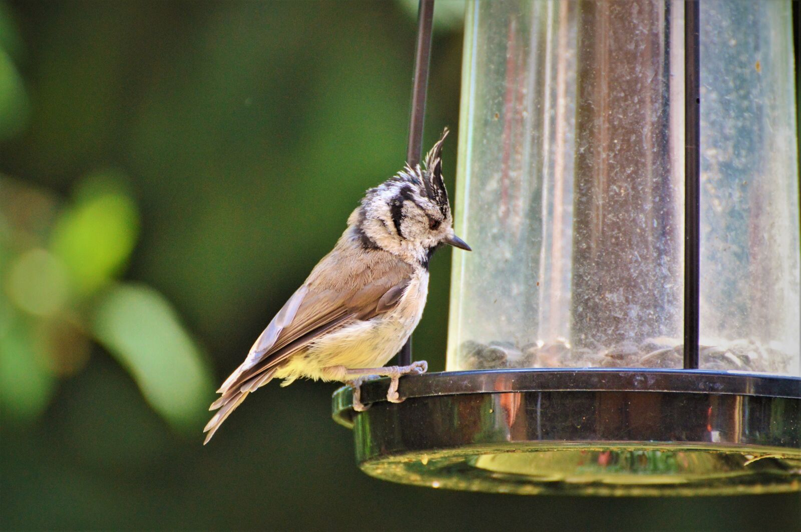Nikon D3200 sample photo. Crested tit, tit, bird photography