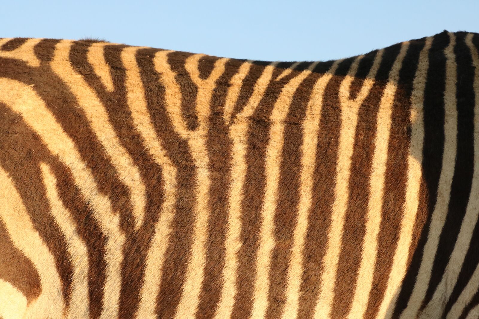 Canon EOS 760D (EOS Rebel T6s / EOS 8000D) sample photo. Zebra, pattern, zebra pattern photography