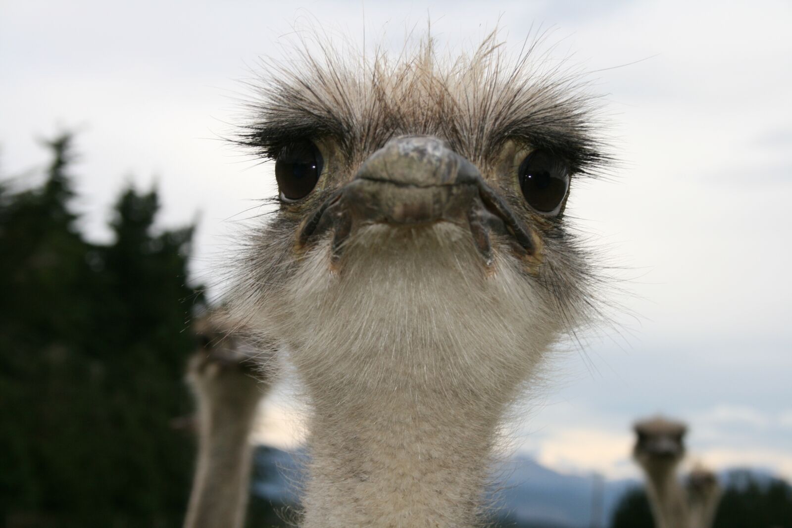 Canon EOS 400D (EOS Digital Rebel XTi / EOS Kiss Digital X) sample photo. Ostrich, eye, contact photography