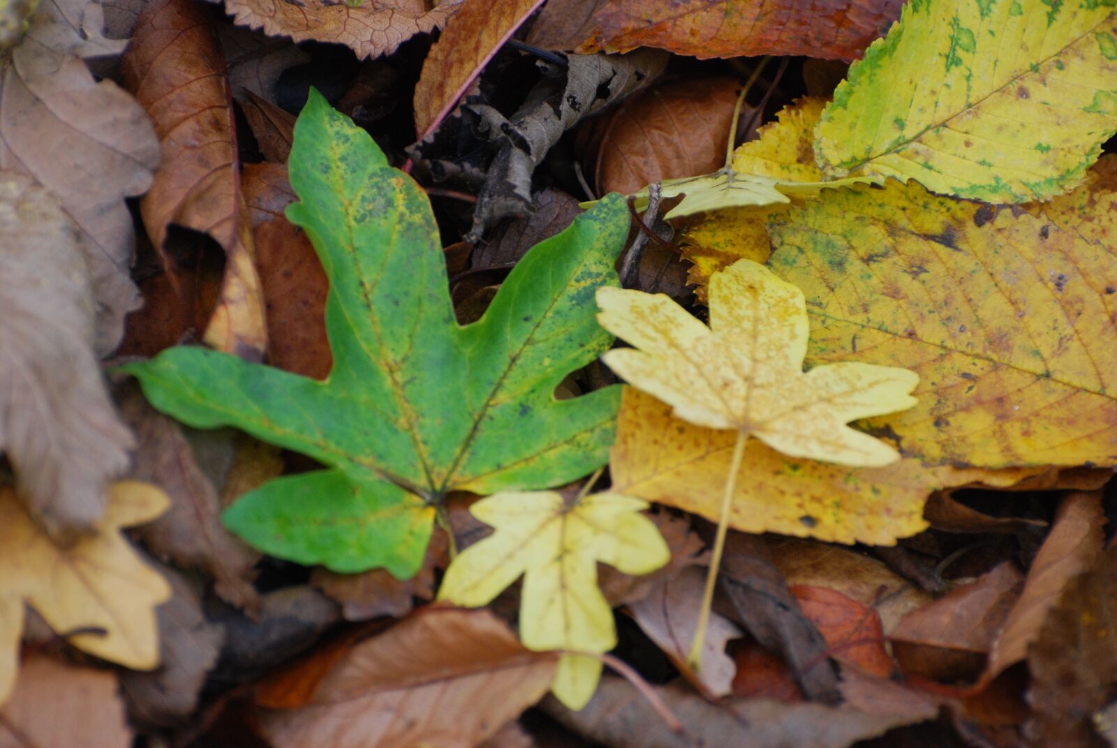 Nikon D80 sample photo. Leaves, field maple, autumn photography