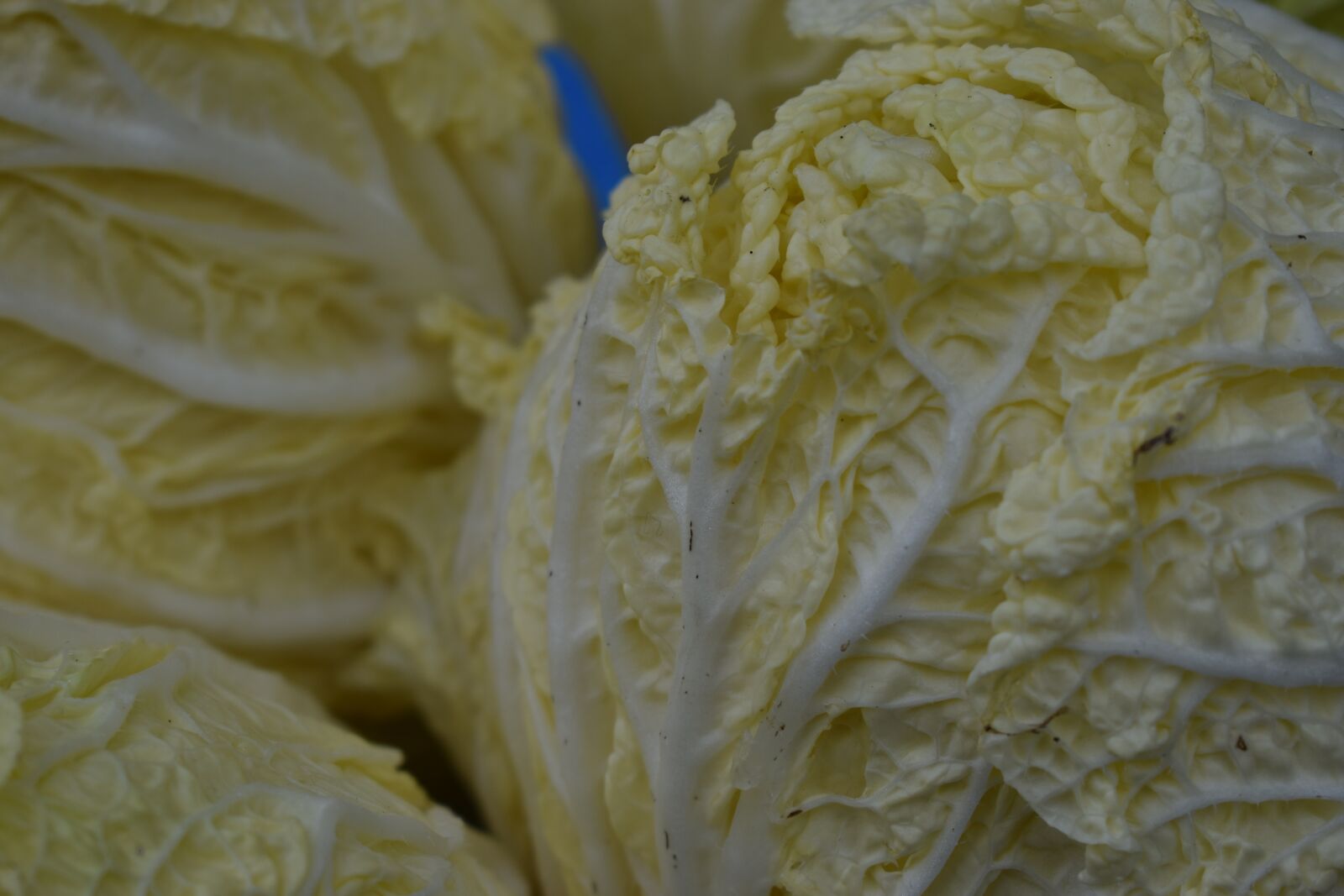 Nikon D3500 sample photo. Vegetable, leaf, food photography