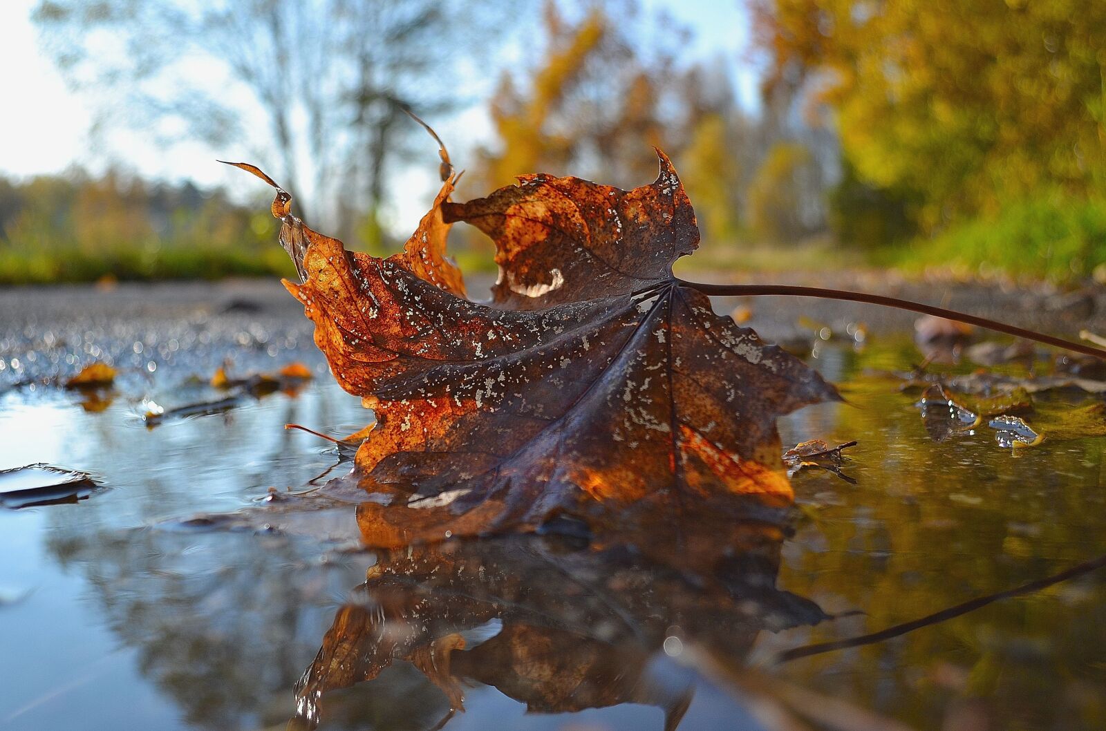Nikon D3100 sample photo. Autumn, nature, leaf photography