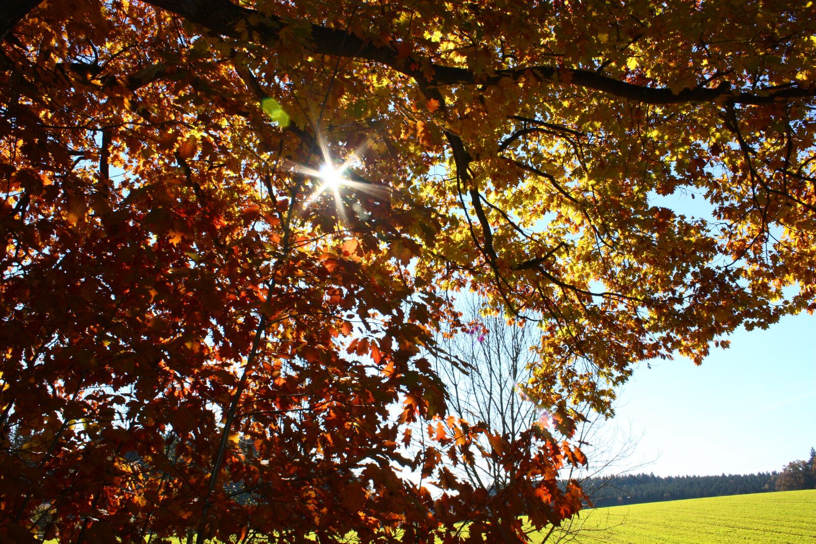 Canon EOS 450D (EOS Rebel XSi / EOS Kiss X2) sample photo. Autumn, mood, golden autumn photography