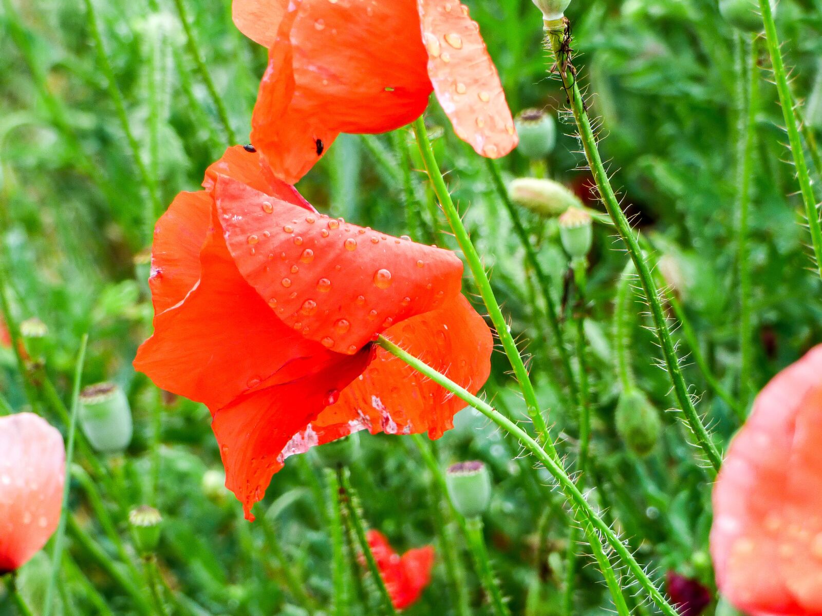 Panasonic DMC-FZ72 sample photo. Poppy, flower, raindrop photography