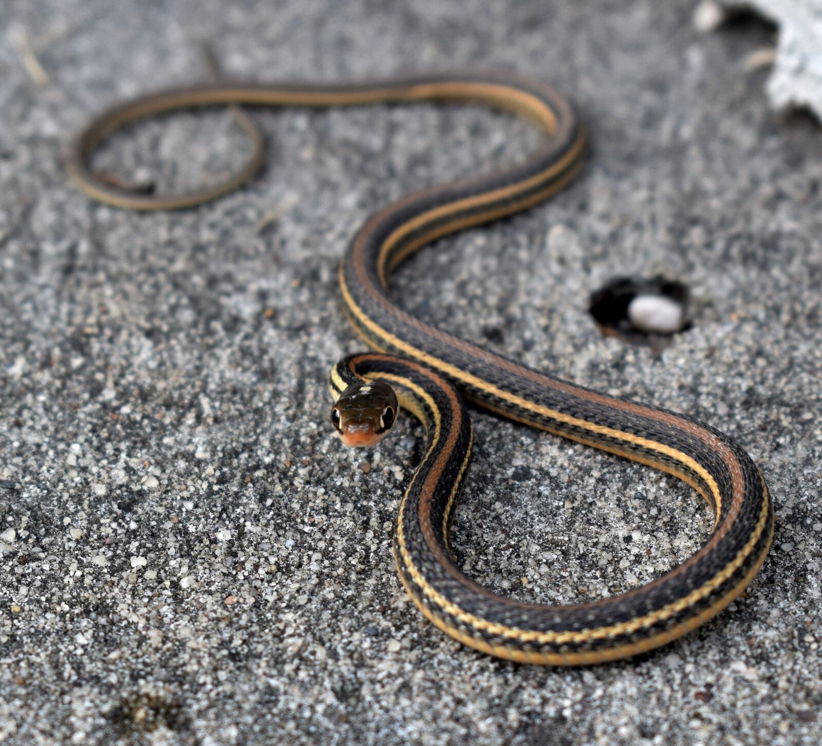Nikon D5300 sample photo. Snake, garter snake, serpent photography