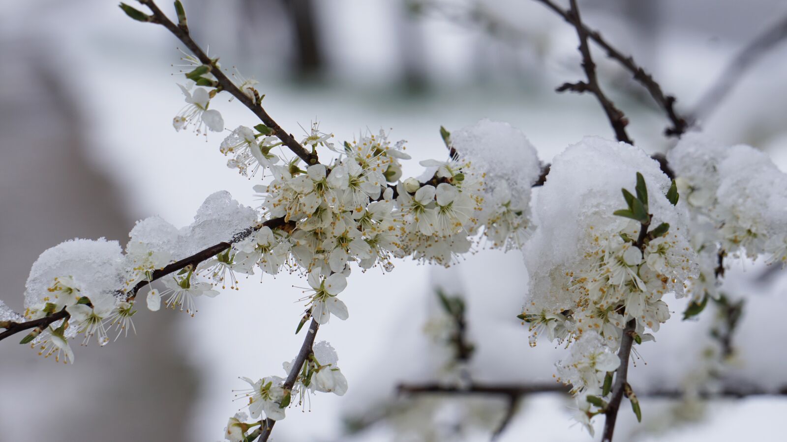 Sony E 55-210mm F4.5-6.3 OSS sample photo. Winter blast, flowers, winter photography