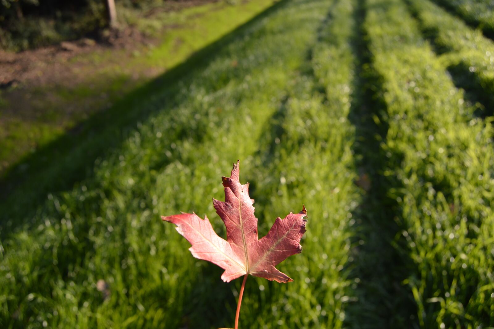 Nikon D3200 sample photo. Sheet, red, grass photography